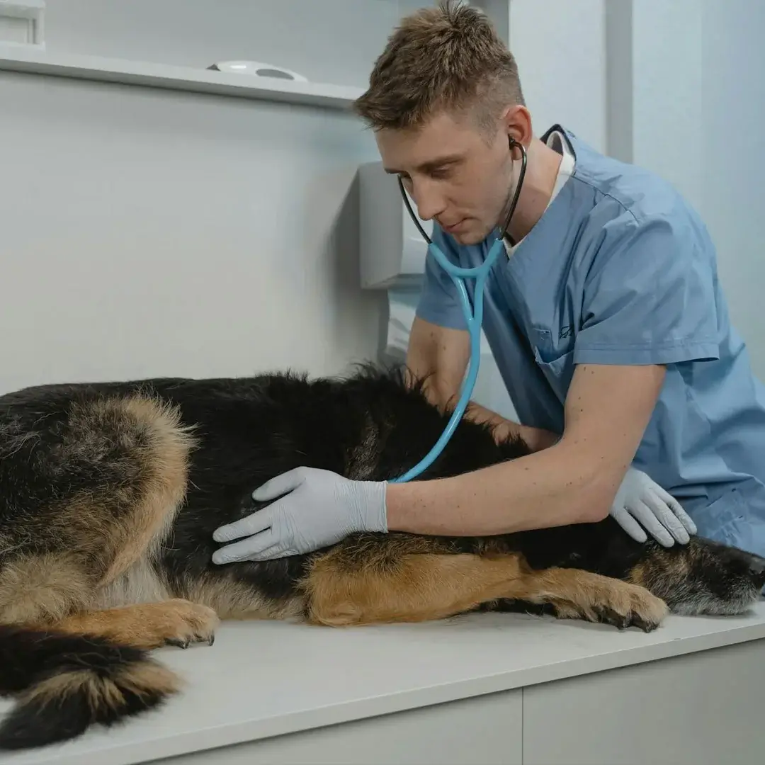 Veterinarian